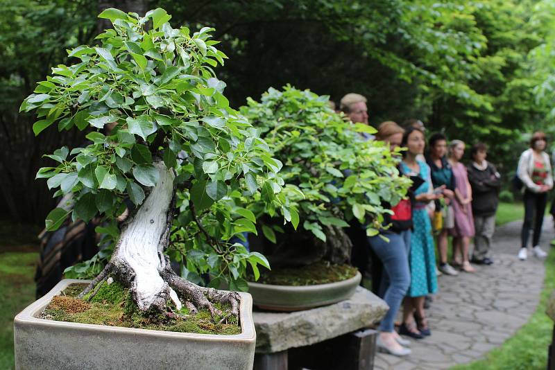 Z Festivalu bonsají a japonské kultury v Botanické zahradě hl.m. Prahy.