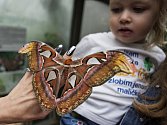 Attacus atlas má největší motýlí křídla na světě.