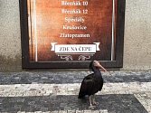 Ibis skalní v centru Prahy. Autentické foto z mobilního telefonu.