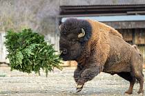 U bizonů bylo také veselo, větve a stromky létaly vzduchem po celém výběhu. 