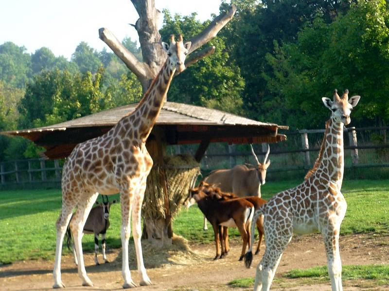 Žirafy v pražské zoologické zahradě.