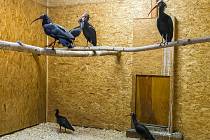 Zázemí odchycených ibisů skalních v pražské zoologické zahradě.