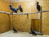 Zázemí odchycených ibisů skalních v pražské zoologické zahradě.