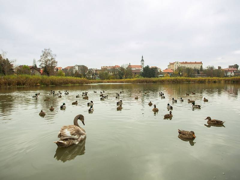 Mlýnský rybník je sice krásnou dominantou Říčan u Prahy, ale dlouhá léta se jeho stav zhoršoval.