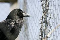 ZACHRÁNĚNÝ KRKAVEC. Ve stanici v Jinonicích ošetřují především ptáky, ale i jiná volně žijící zvířata.