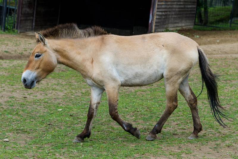 Další čtyři koně Převalského transportovala pražská zoo armádním letounem do Mongolska.