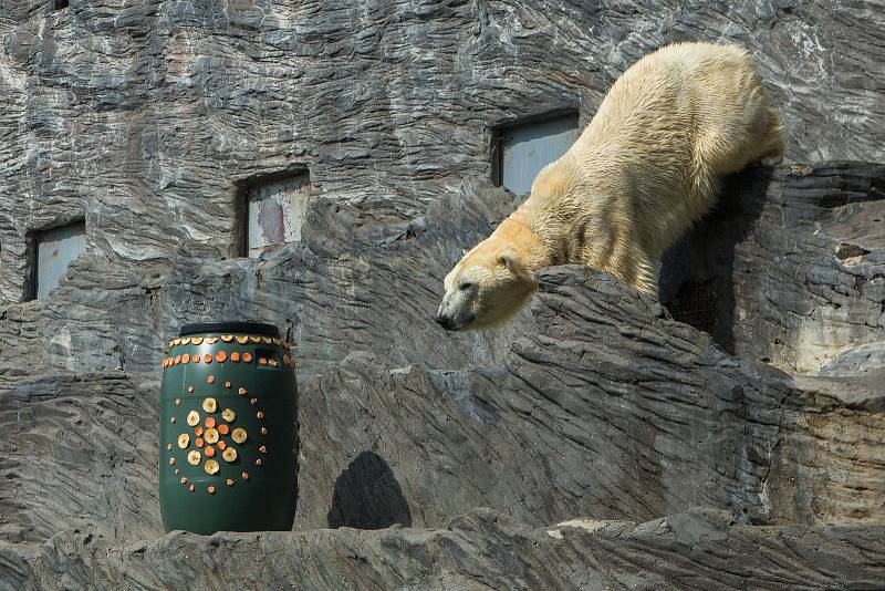 Radost z velikonoční nadílky měli v roce 2017 Tom, Bora a Berta, trojice ledních medvědů v pražské zoo