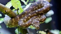 Krajta kýlnatá je velmi vzácný stromový had z malé oblasti v severozápadní Austrálii, do roku 2007 známý jen z 10 jedinců. Naše krajty jsou potomci rodičů zabavených pašerákům.
