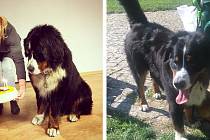 Bernský salašnický pes Calvin se ztratil cizincům v centru Prahy
