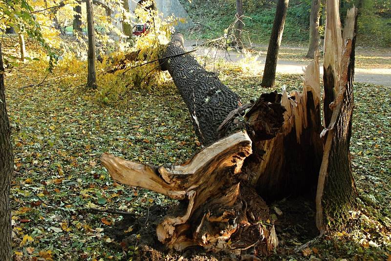 Následky silného větru ve Stromovce a v Letenských sadech.