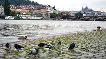 Ranní procházka v okolí řeky Vltavy v Praze.