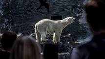 Tisíce lidí navštívili 6. července pražskou zoo. lední medvěd