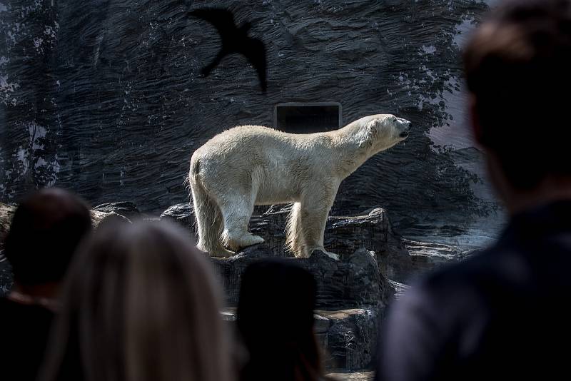 Tisíce lidí navštívili 6. července pražskou zoo. lední medvěd
