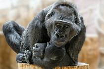 Členka gorilí smečky v Pražské zoo samice Kamba.