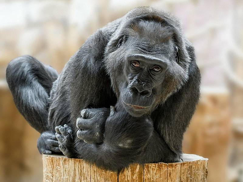 Členka gorilí smečky v Pražské zoo samice Kamba.