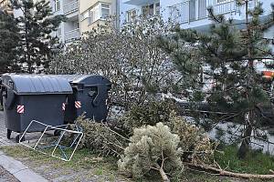 Vyhozené vánoční stromečky připravené k odvozu na sklonku února a rostlinný odpad u kontejnerů na krčském sídlišti a v okolí.