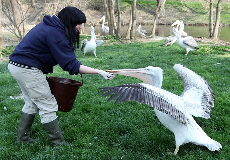 Chovatelka Nikola Dušková při krmení pelikánů v Zoo Praha 3.dubna.