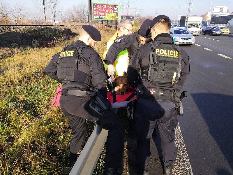 Účastníkem nehody na Jižní spojce byl i pes. Policisté se o něj postarali a předali ho veterinární službě.