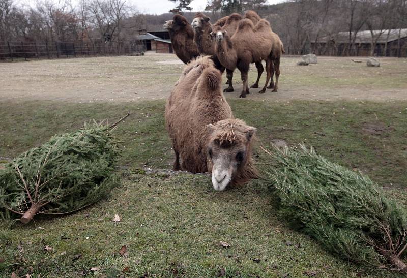 Krmení zubrů, velbloudů a slonů vánočními stromky včetně stromu ze Staroměstského náměstí v pražské zoo.