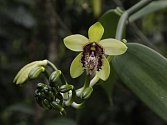 Orchidej Vanilla atropogon.