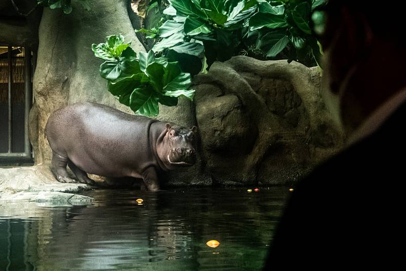 Tchéco řádí v čisté vodě, Pavilon hrochů v Zoo Praha byl otevřen po rekonstrukci.