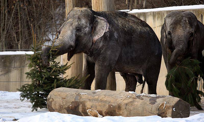 Krmení slonů stromky určenými k předvánočnímu prodeji proběhlo v pražské zoologické zahradě i 4. ledna.