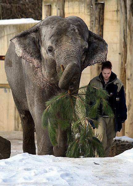 Krmení slonů stromky určenými k předvánočnímu prodeji proběhlo v pražské zoologické zahradě i 4. ledna.