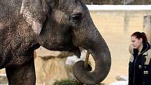 Krmení slonů stromky určenými k předvánočnímu prodeji proběhlo v pražské zoologické zahradě i 4. ledna.