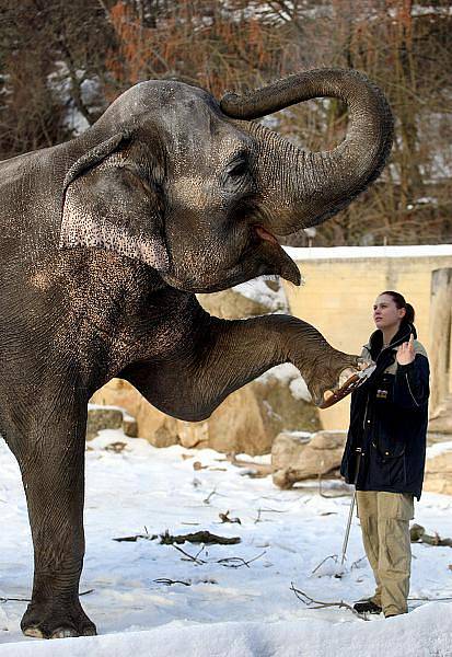 Krmení slonů stromky určenými k předvánočnímu prodeji proběhlo v pražské zoologické zahradě i 4. ledna.