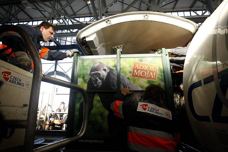 Pražská zoologická zahrada převážela letecky 29. listopadu v přepravním boxu do Španělska gorilu Moju.