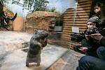 Wombat in Prague Zoo.