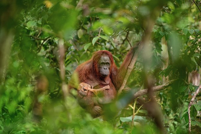 Fotografií roku 2018 a vítězem soutěže Czech Press Photo je snímek samice orangutana s umírajícím potomkem.