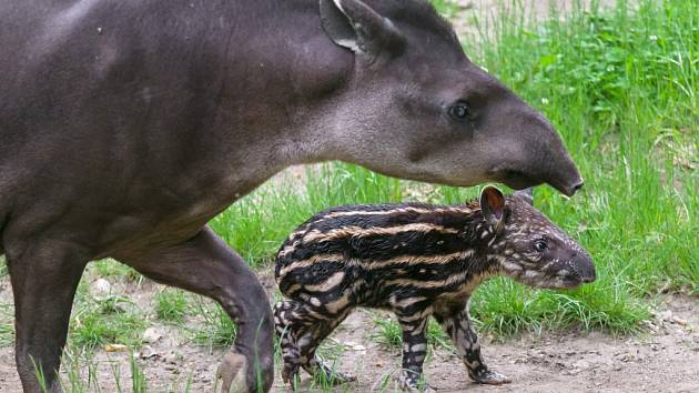 Mládě tapíra s matkou v pražské zoologické zahradě.