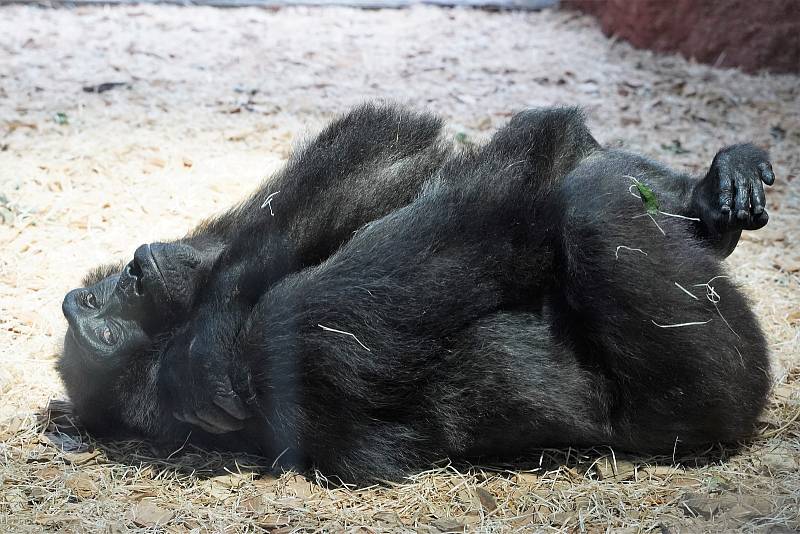 Rezervace Dja – nový pavilon goril v Zoo Praha