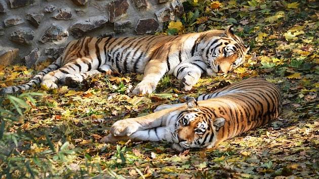 Tygři Tiber a Milashki z plzeňské zoo