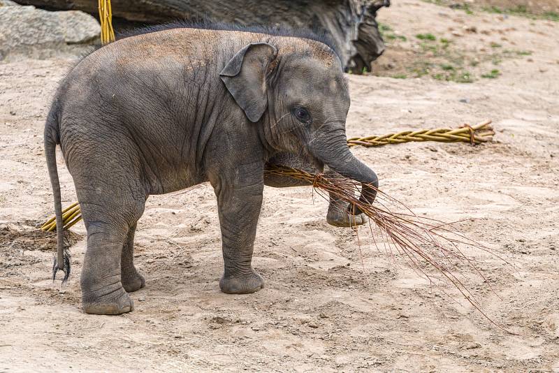 Oslava Maxových 5. narozenin a Velikonoce 2021 u slonů v pražské zoo.