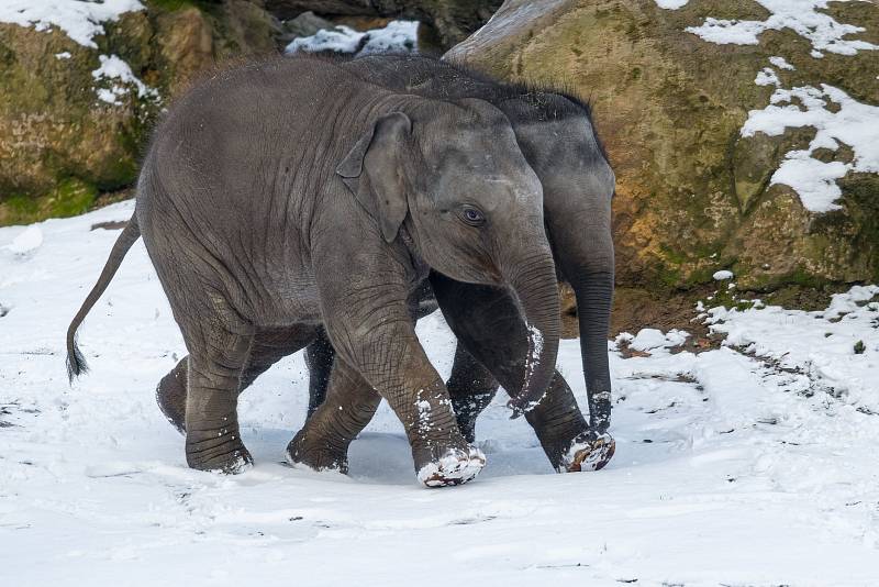 Zoo Praha zveřejnila fotografie ze zavřeného areálu.