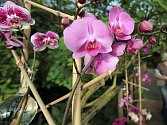 Orchideje v botanické zahradě. 