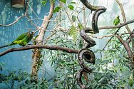 Čilý život papoušků v Rákosově pavilonu v Zoo Praha: úpravy vegetace, hnízdní aktivity i snůšky