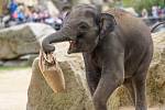 Elephant Max celebrated his third birthday at the Prague Zoo.