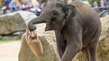 Slon Max oslavil v Zoo Praha třetí narozeniny.