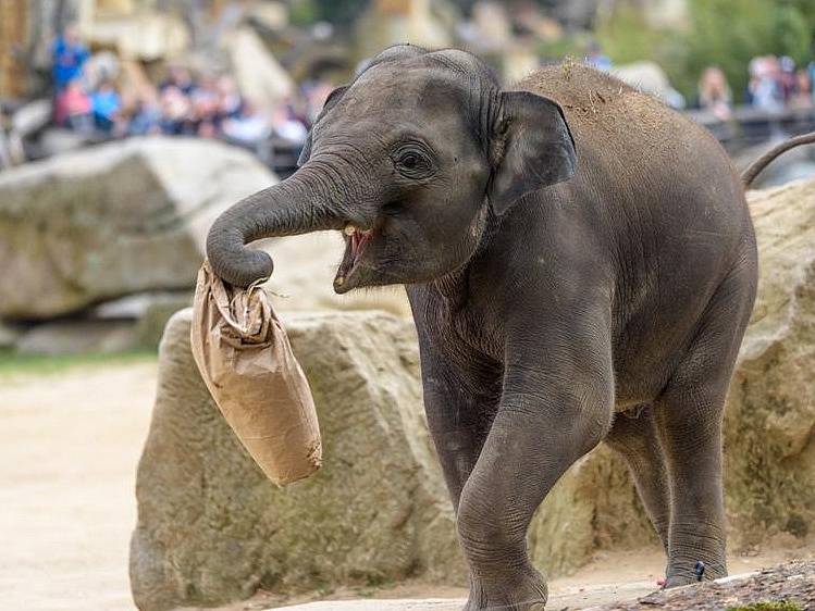 Slon Max oslavil v Zoo Praha třetí narozeniny.