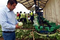 Ředitel distribuční firmy Branislav Pavlík vysvětluje, že saláty se balí rovnou při sklizni na poli. 