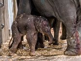 Slonici Tamaře se narodilo mládě. Je to sameček. 