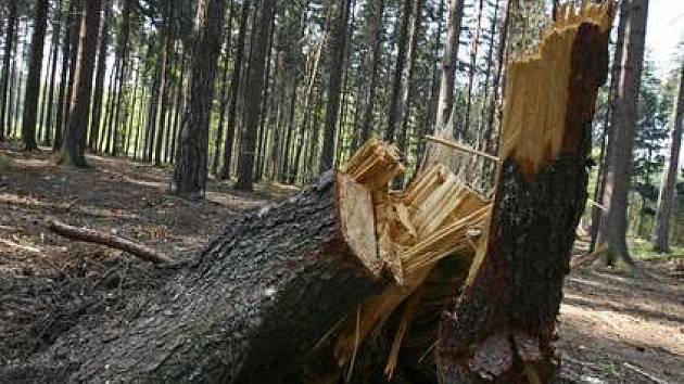 Na řádění orkánu doplatilo v Kunratickém lese přibližně tisíc stromů.