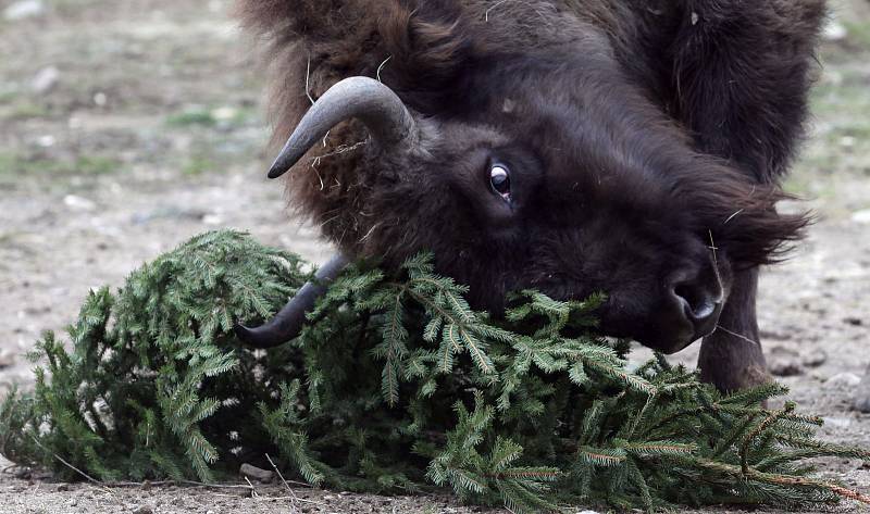 Krmení zubrů, velbloudů a slonů vánočními stromky včetně stromu ze Staroměstského náměstí v pražské zoo.