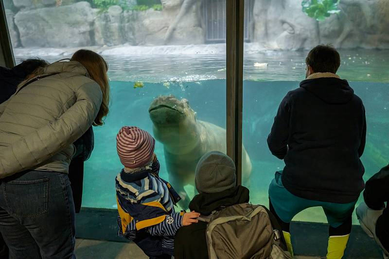 Tchéco řádí v čisté vodě, Pavilon hrochů v Zoo Praha byl otevřen po rekonstrukci.