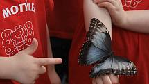 Zahájení výstavy Motýli za účasti dětí z Mateřské školy Motýlek z Prahy 6 ve skleníku Fata Morgana. Už pošestnácté je možné ve skleníku Fata Morgana obdivovat živé pestrobarevné exotické motýly volně poletující mezi návštěvníky.