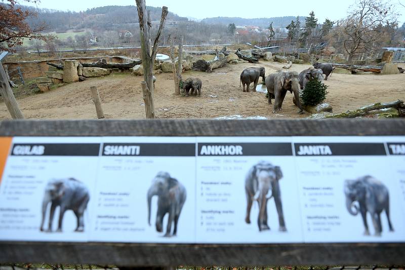 Krmení slonů v pražské zoologické zahradě nevyužitými vánočními stromky.