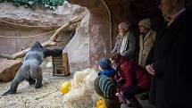 Zoo Praha slavnostně zahájila stavbu nového Pavilonu goril.